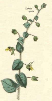 Speedwell - Kickxia spuria - Льнянка шпорцевая